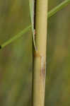 Smooth cordgrass